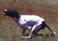 Pedigree RIBOT DELLA NOCE Pedigree RIBOT DELLA NOCE